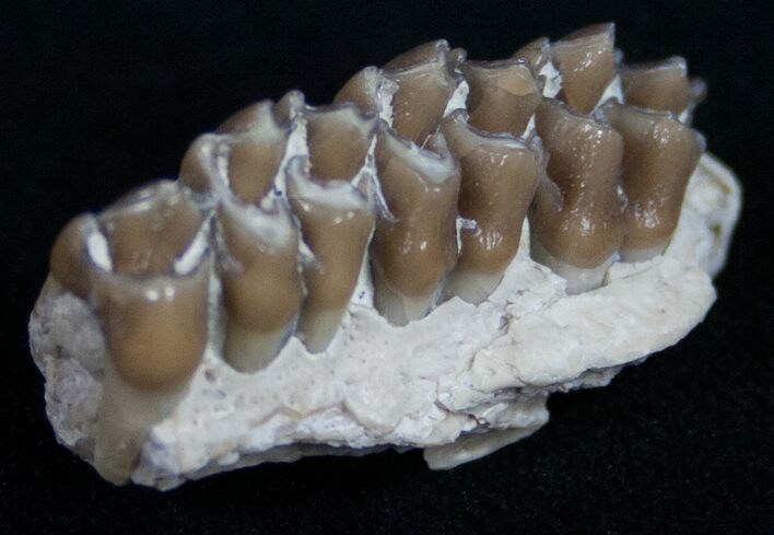 Oligocene Ruminant (Leptomeryx) Jaw Section #10574